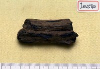 藏品(鹿角)的圖片